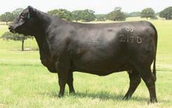 A maternal sister to this female was the $10,000 selection of Double Creek Farms in the 2013 sale that went on to produce a $12,000 in their 2014 sale.