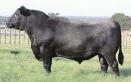 18-Month-Old Calving-Ease Bulls +11 CED, +119 YW, +1.25 Marb, +176.82 $B 4.26 106 A 12.0 A 100.15 88 Fat.