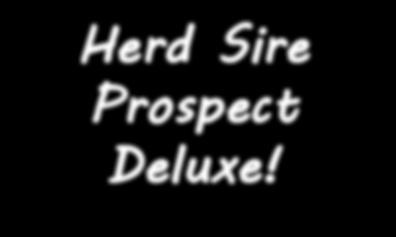 Yearling Calving-Ease Bulls Herd Sire Prospect Deluxe!