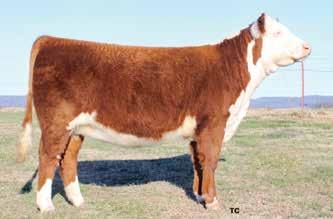 We are retaining the rights to one flush after her first calf at our expense and buyer s convenience. Futurity nominated. Consigned by High Prairie Farms, Fair Grove, Mo.