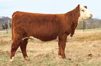 A direct daughter of Hometown 10Y that has made a huge impact on the Hereford breed. Bred AI Nov. 15, 17, to one of the hottest bulls in the breed currently, UPS Sensation 96.