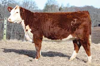LIZA 33 43405764 RF GOLDILOCKS 60 {DLF,HYF,IEF} 25 21 31-1.9 3.9 50 77 0.8 34 59 1.1 66-0.033 0.54 0.07 A stand out heifer that carries the service of C 52 50 Lad 6107 ET.