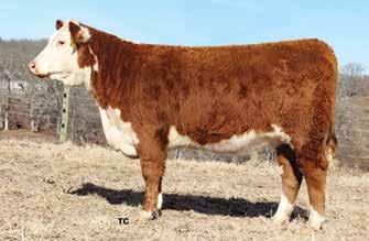 LASS 910 43123636 BC MISS GOLDIE 508 19 16 30 6.9 3.1 44 76 1 32 54 4.5 65 0.017 0.53 0.07 A tremendous brood cow prospect that is sired by one of Holden s featured herd sires.
