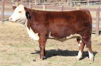 Sells bred AI to CL 1 Domino 215Z. Consigned by Bob Coley, New Market, Tenn. 35 FOUR L 2185 MS DOMINO D6032 {DLF,HYF,IEF} 43737701 Calved: Aug.