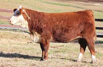 MISS ADV Y0044 43295635 FOUR L GOLDILOCKS 269 17 15 25-0.6 2.4 47 84 1.4 31 54-0.5 67 0.067 0.55-0.05 This heifer should make a superb brood cow.