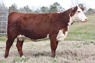 She has many stars in her pedigree. She was bred AI Sept. 16, 17, to KCF Bennett Homeward C776. Confirmed bred to this breeding. Consigned by Kerr Polled Herefords, Friendsville, Tenn.