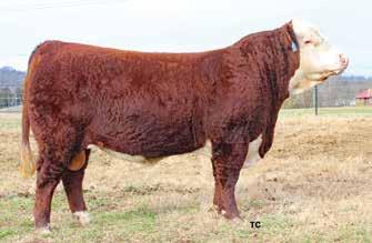 43447214 BF CHEYENNE 991 23 19 29 6.7 1.6 51 89 0.8 26 51 5.1 75-0.003 0.38-0.05 Big, stout, short marked 2-year-old that is an EPD machine! Plus 6.