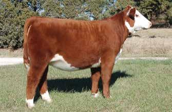 04 South Flow is a neat made horned heifer that is extremely long bodied and heavy muscled, but sound and still attractive with a great set of EPDs.