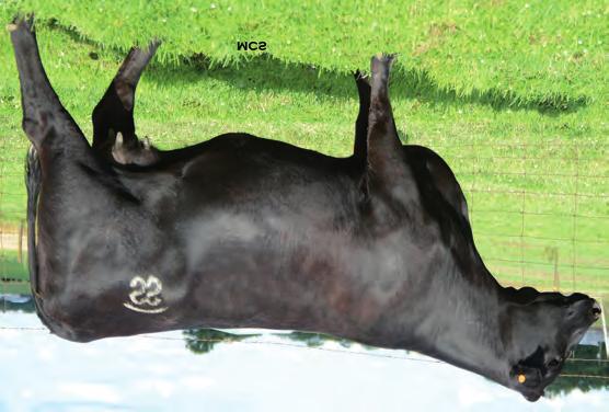 Spring Bred Cows 42 C A 028 HAZEL 363 Calved: 3/8/13 Cow: 17693159 [OHP] Tattoo: 363 #S A V NET WORTH 4200 #S A V 8180 TRAVELER 004 +CA NW WENY 028 +S A V MAY 2410 +C&S WENY 211 #C A FUTURE IRECTION