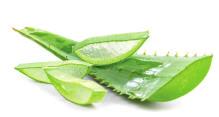SYNERGISTIC INGREDIENTS FOR OPTIMAL EFFICIENCY Aloe Vera Aloe vera is a plant known for its multiple skin properties.