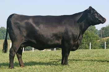 Two other brothers were the top two selling Simmental Bulls at the Minnesota Bull Test Station. And we all know about the success of the Amigo heifers in the show ring.