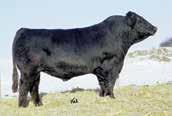 Embryos lot 15a hc power drive 88h reference sire lot 15c gws ebonys trademark 6n reference sire lot 15 ss ebonys fantasy ss826 reference dam lot 16a bmr explorer reference sire lot 16b htp svf in