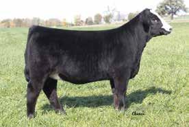 semen lot 18 fbf1/sf ignition reference sire lot 18 fbf1 glorious lady full sister to ignition 18 FBF1/SF IGNITION BD: 4/4/13 ASA#: 2749323 X Tattoo: A811 PB SM SVF STEEL FORCE S701 HTP SVF IN DEW
