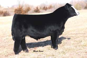 semen lot 19 sp the answer 813 reference sire 19a 19b 19c SP THE ANSWER 813 2 units of 3mL Semen SP THE ANSWER 813 2 units of 3mL Semen SP THE ANSWER 813 2 units of 3mL Semen 19 SP THE ANSWER 813 BD:
