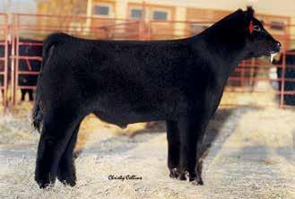 49 0.038 0.2 147.6 68.9 CONSIGNOR: THE ANSWER GROUP Selling 6 packages of 2-3ml sexed heifer semen.