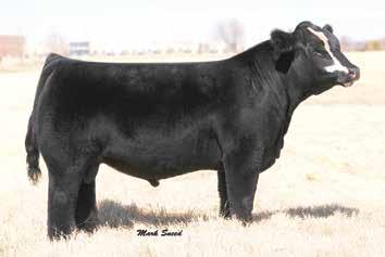 Semen lot 22 ws a step up x27 reference sire lot 23 jf milestone 999w reference sire 23a 23b 23c 23d 23e 14 jf milestone 999w 2 units of conventional semen jf milestone 999w 2 units of conventional