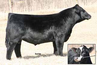 He is sired by one of the all time great calving ease sires and out of a full sister to Combustible.