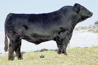 His figures combine with a flawless phenotype and one of the most sought after cow families in the Simmental breed. He is what the beef industry is all about.