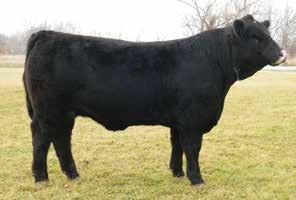 This bull is a dual Registered Bull as a Pecentage Simmental and a Maintainer. In the year 2014 This bull was Wis State fair AOB Champion, World Beef Expo Maintainer Champion.