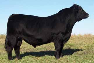 8 CONSIGNOR: TOP LINE SIMMENTALS This bull is out of my son s former show heifer who was very competitive a couple of years ago.