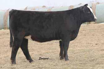They are full sibs to the $74,000 total value high seller in the 2012 The Black Label Event for Foster Brothers. They are stout, big boned, sound, great haired and really good fronted.