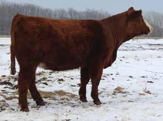 Due in April Here is a really well built baldy female that goes back to the great Sheza Fantasy cow family on the bottom side and the renowned Caliente family on the top side.