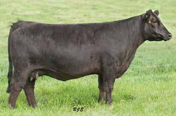 4 CONSIGNOR: T BAR T, LLC Due to calve on 2/5/15 to FBF1 CLAYMAKER (ASA# 2648058) FBFS WISHING STAR 609W is an elite donor with a stacked pedigree.