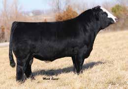 6 54.0 CONSIGNOR: FOREST BROOK FARMS Of three sexed female embryos out of our JF Blackbird Lady 8008U donor Only selling a choice of one of these four matings to her. Three embryos total.