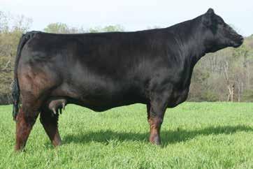 Supremacy has been gaining popularity since his first calf crop. Siring cattle that are soft made and clean fronted with plenty of dimension. Several Supremacy offspring have brought over $10,000.