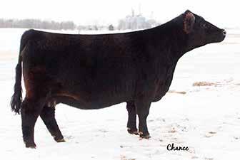Embryos lot 6a-6b fbf1/sf ignition reference sire lot 6c fbf1 combustible reference sire lot 6a harkers emerald reference dam lot 6b thsf ms liberty s600 reference dam 4a HARKERS EMERALD Embryos BD: