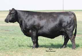 55 105.8 57.0 CONSIGNOR: T BAR T, LLC Harkers Emerald is a full sib to the iconic STF Onyx and is a lead donor for Forest Brook Farms LLC.