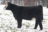 2 CONSIGNOR: THOMPSON BREEDING STOCK Sheza Dream is a full sister to the most famous bull in the breed SVF Steel Force! S623 is deep bodied with loads of capacity.