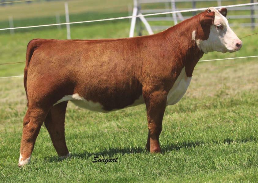 14 27 The 88X by Bella mating has been a home run. They are so consistent in their build and eye appeal. 1834 maybe the most complete female in the offering with an incredible look.