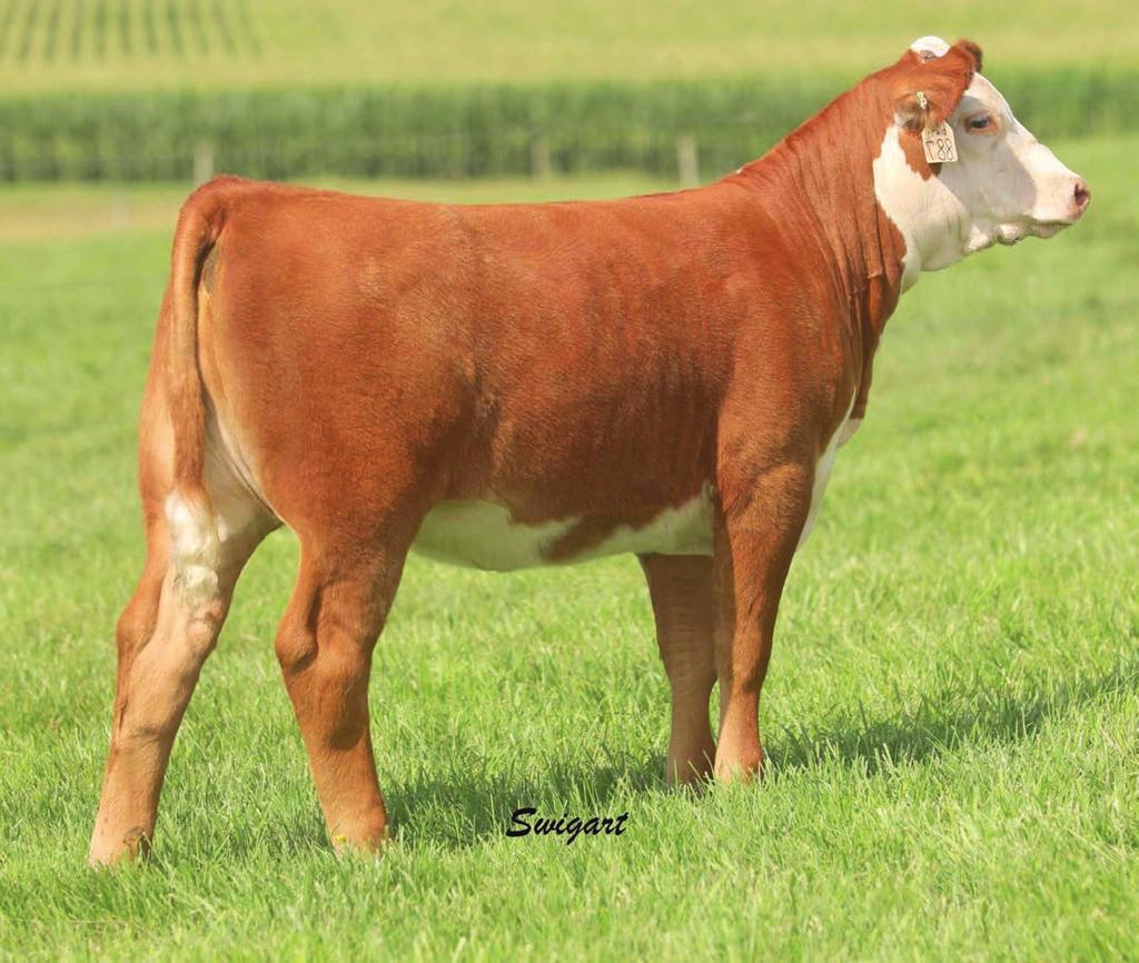 The Churchill Lady 6124D ET Cow Family 15 Here is a real jewel. She was purchased in dam in the 2017 Churchill female sale.