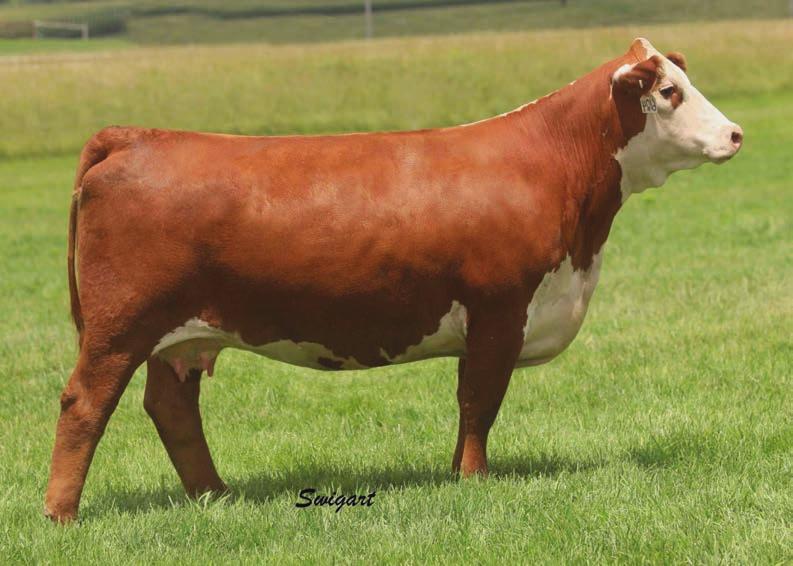 Her maternal grand dam sold for $75,000 to Sierra Ranch in the 2015 Churchill sale. The opportunity to own a young female of this caliber doesn t happen every day.