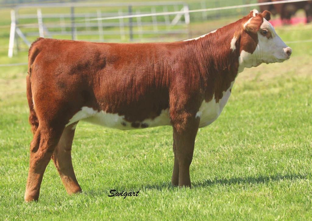 The Chattin Lady 1451 Cow Family 16 This polled beauty of Roll Tide will command much attention on sale day and beyond.