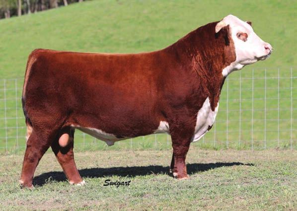 This heifer has all the positive attributes of a big time show heifer in pedigree that can t be argued. Look here for your long-term donor cow.