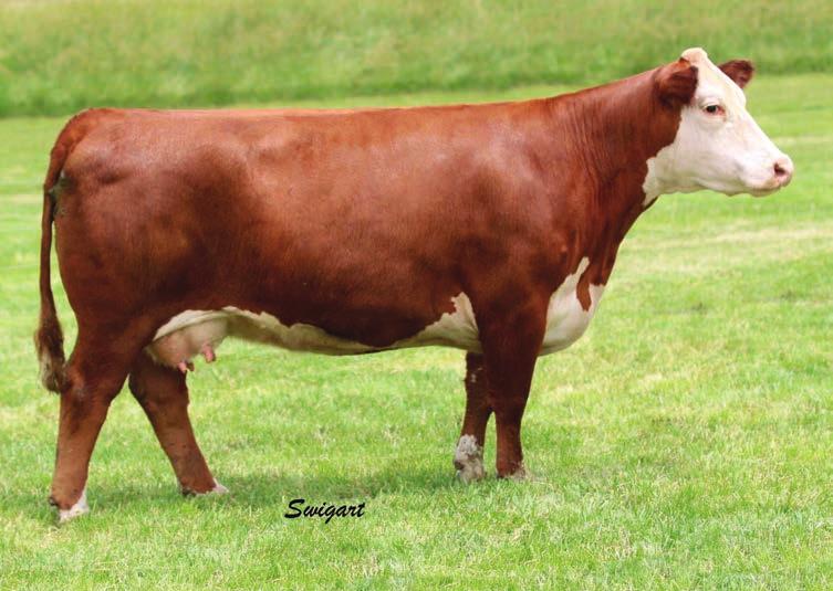 BIG MAX 22Z NJW 79Z 22Z MIGHTY 49C ET 4.3 1.7 54 82 31 59-0.006 0.49 0.12 29 Maternally bred power cow here. Look at the pedigree.