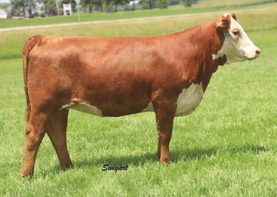 09 33 AI d to Contender on 5/3. PE to 786 from 5/1 to 8/1. Safe to 786 due approx. 3/10/19. Terrific young female. Superb pedigree, awesome EPD graph and the right look.