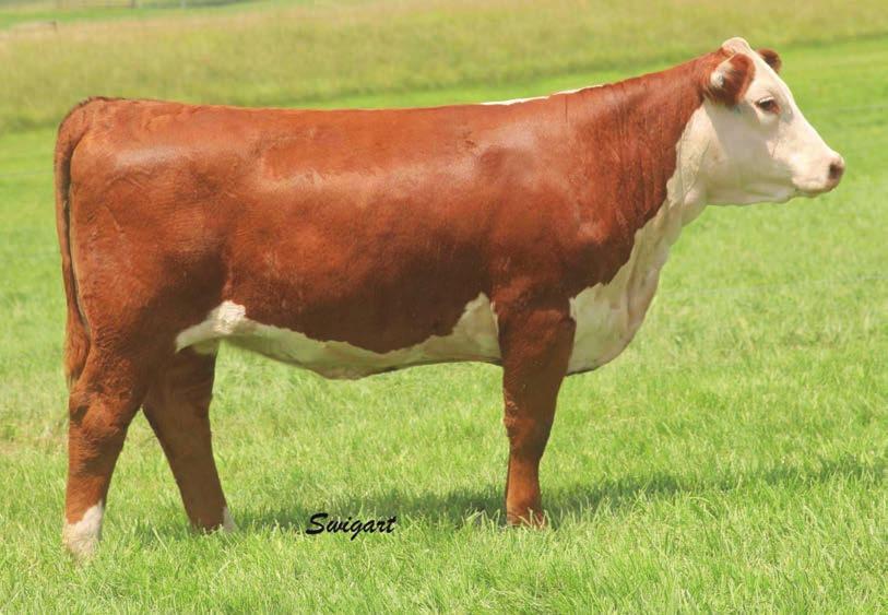 17 32 AI d to Contender 5/3. Safe to Contender with a bull calf, due approx. 2/10/19.