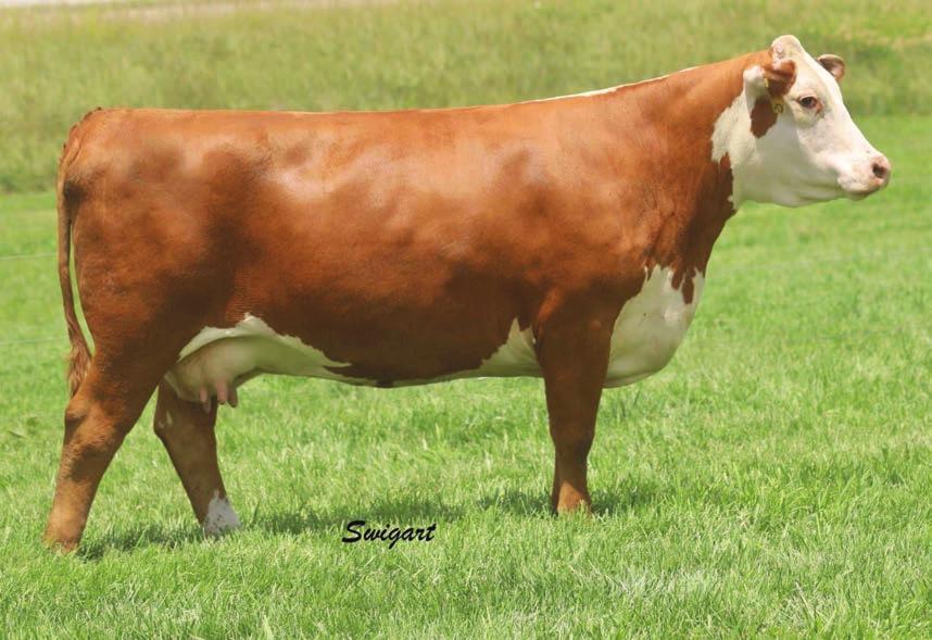 04 29 13.9-0.1 46 80 27 50 PE to 725 from 4/25 to 8/1. The only reason we are selling this cow is that we have an 028X daughter that we ve retained in our herd.