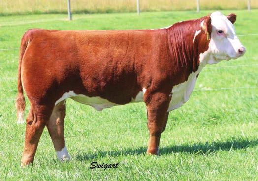 Tremendous spring of rib, plus length of body, two big red eyes and a great udder. Several daughters are in production for other breeders. Her 717 daughter may be the best bred heifer in the sale.