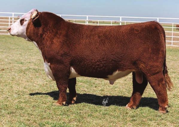 024 0.41 0.22 31 51 Herd bull purchased in dam in 2016 Holden female sale. He will add extra dimension, performance and carcass quality to his progeny.