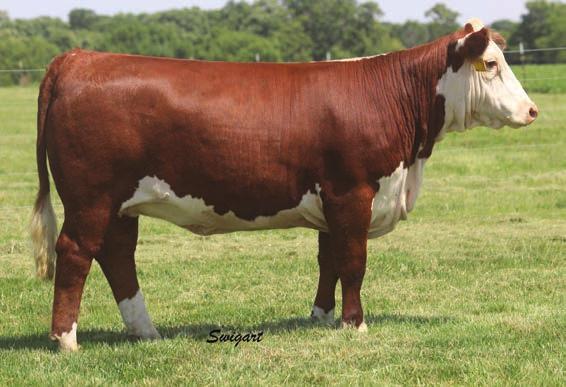 10 29 1.6 2.6 51 89 22 50 A polled Rushmore daughter from the 1531 cow. She is the easy keeping cow type with length, body and shape. A valuable asset to add to the herd when she s done showing.
