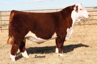 Reference Sire & Service Sire--CRR 109 Catapult 320 Daughters sell as Lot 27 and 45A 45 Aubrey 3103 Cow 45A Catalina 5112 P43412746 CALVED: APR 4, 2013 TATTOO: 3103 Lot 45A-- Catalina 5112 P43576928