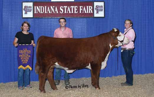 Requirements for the JNHE and Indiana State Fair in 2014 are that a steer must have a