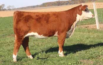2015 JNHE Reserve B&O Cow/Calf pair exhibited by Hattie and Ray Duncan cow is a maternal sister to HRD Excalibur 2142, calf is sired by HRD The Answer 2126 Ref BNT New Design 201 (DLF,HYF,IEF)