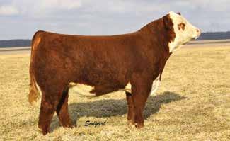 Reference Sire--BNT New Design 201 4 Lot 4-- Angelica 515 Angelica 515 P43617029 CALVED: JAN 17, 2015 TATTOO: 515 5 Lot 5--HB/ Ms Designer 5015 HB Ms Designer 5015 P43608081 CALVED: JAN 23, 2015
