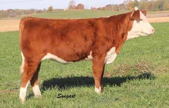 7114 ET 4.3 1.7 52 87 23 50 3.1 0.9-0.008 0.33-0.01 19 18 14 25 There may not be a better cow in the sale than this one.