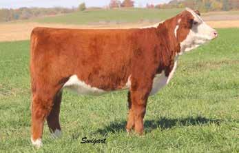 Lot 11-- LF Ainsley 577 12 HRD Angelina 5110 P43576950 CALVED: APR 14, 2015 TATTOO: 5110 H KH DD EXCEL 0091 ET HRD THE ANSWER 2126 P43320502 HRF MS AIRWAVE 7138 GO EXCEL L18 PRF WIDELOAD MISS AIRWAVE